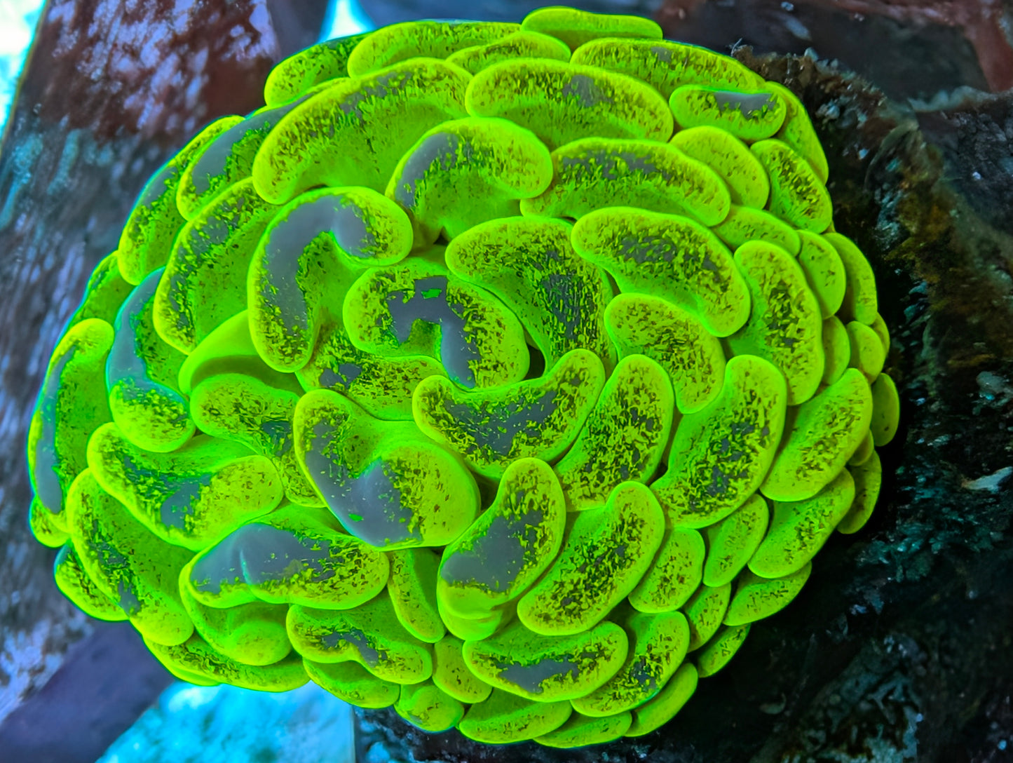 WYSIWYG Neon Pulse Hammer (single head)