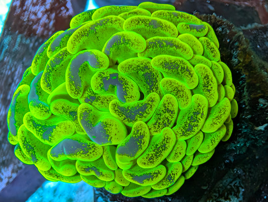 WYSIWYG Neon Pulse Hammer (single head)