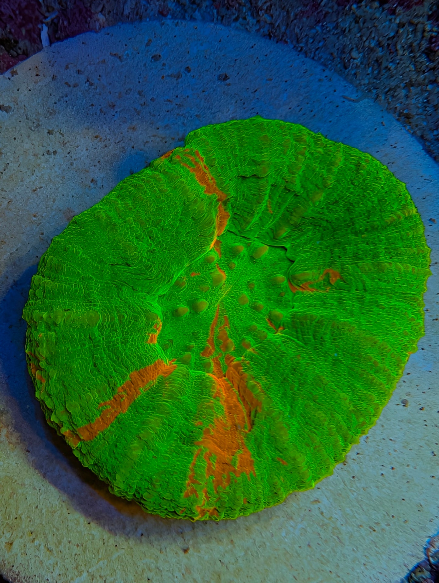 WYSIWYG Green with Red Scoly