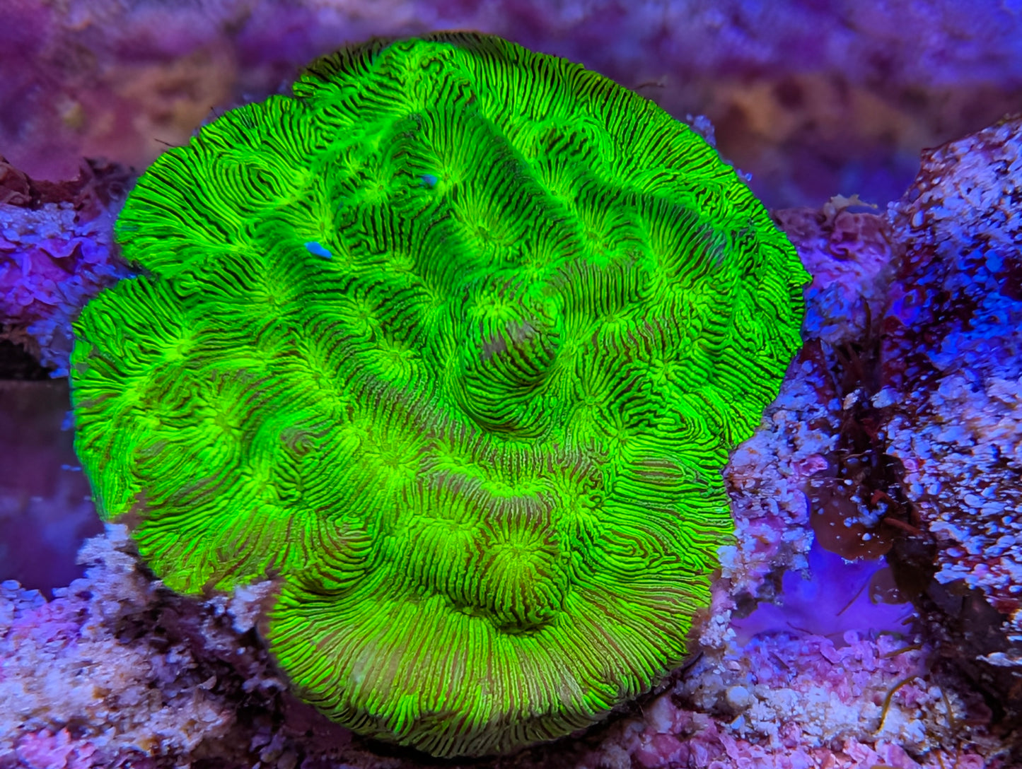 WYSIWYG ECC Kiwi Fusion Leptoseris Frag