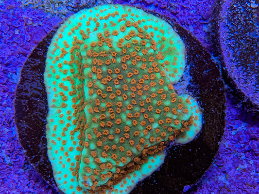 WYSIWYG ECC Aquaman Montipora Frag