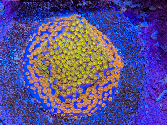 WYSIWYG ECC Confused Rainbow Montipora