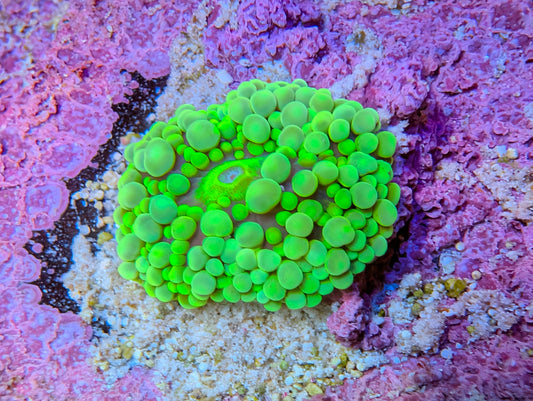 WYSIWYG Green Ricordea Mushroom