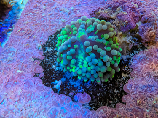 WYSIWYG Green Ricodea Mushroom