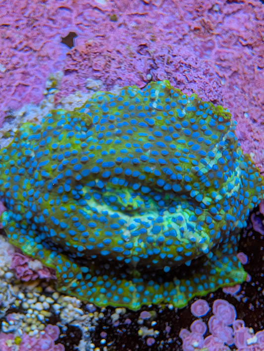 WYSIWYG Blue Dot Mushroom