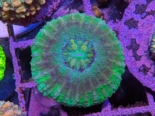 WYSIWYG  Mini Scolymia