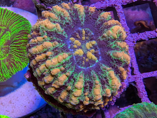 WYSIWYG  Mini Scolymia