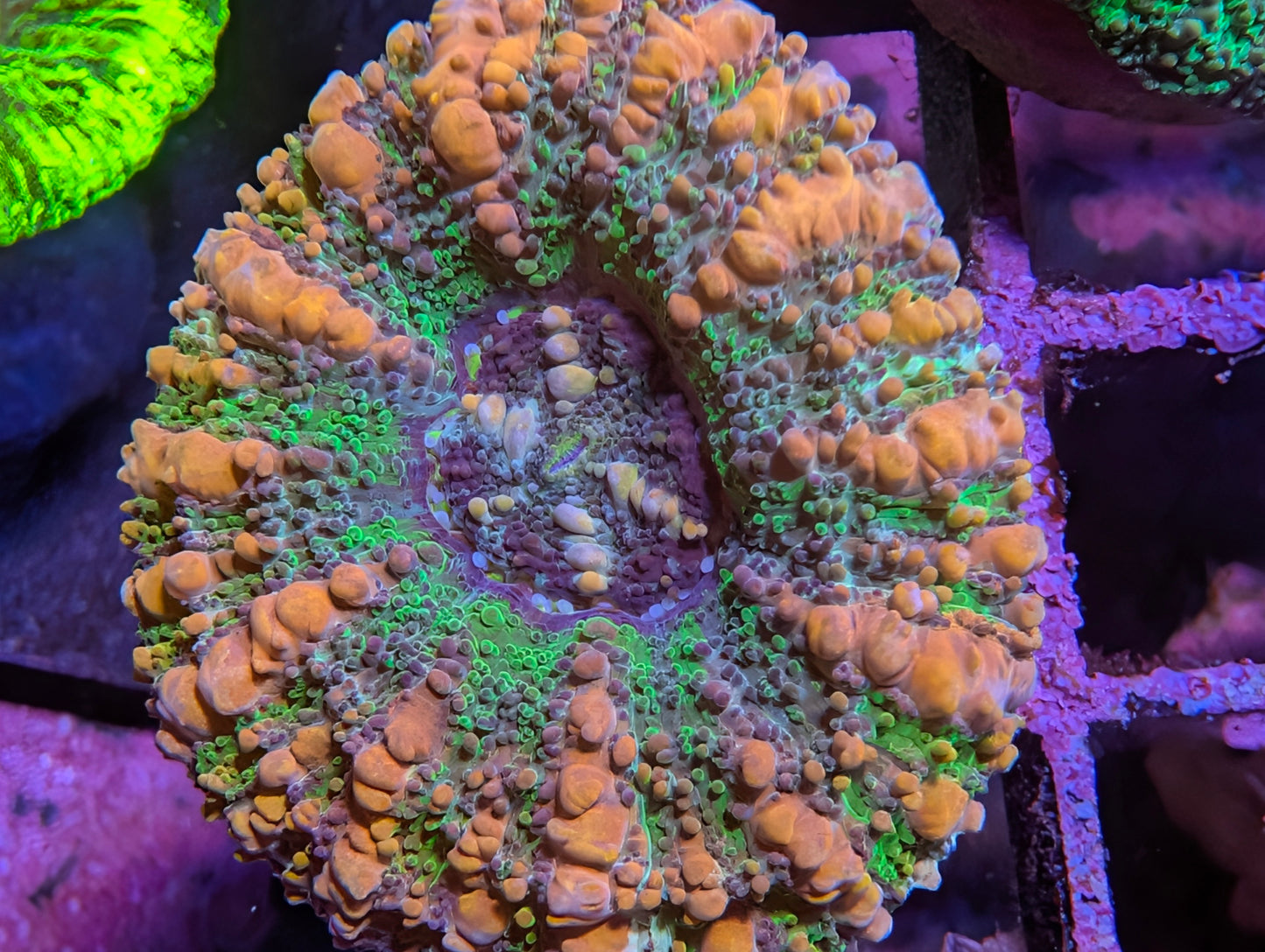 WYSIWYG  Mini Scolymia