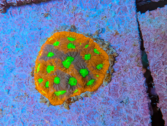 WYSIWYG  War Coral