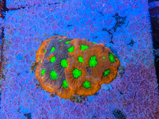 WYSIWYG War coral