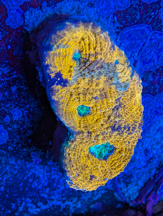 WYSIWYG  Indo Acan Echinata Frag