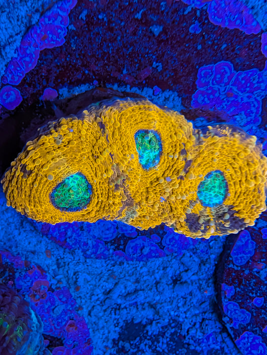 WYSIWYG Indo Acan Echinata Frag