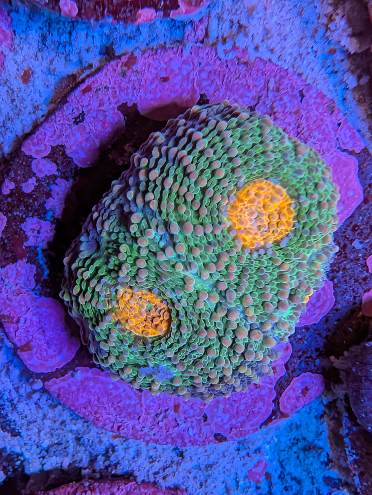WYSIWYG  Indo Acan Echinata Frag