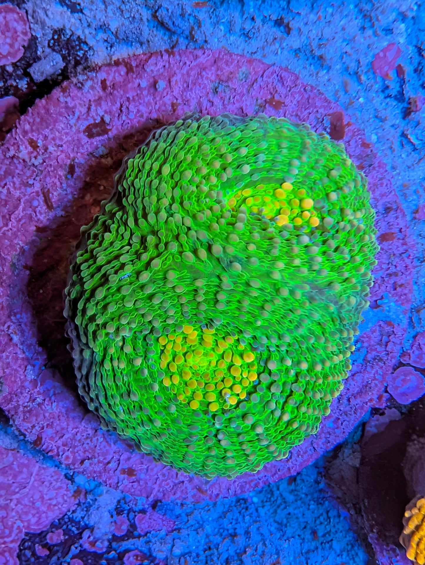 WYSIWYG  Indo Acan Echinata Frag
