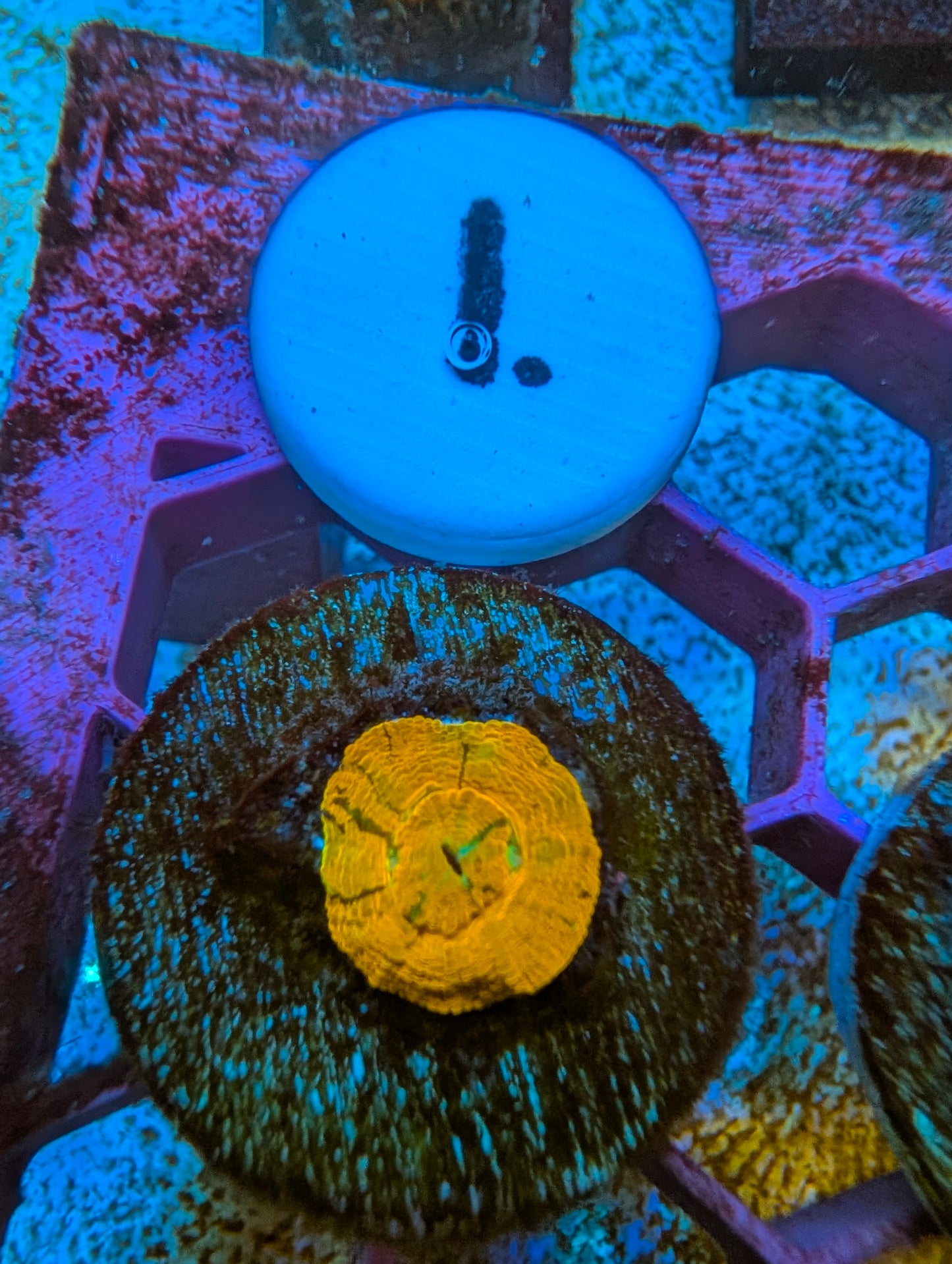 WYSIWYG Captive Spawned Scolymia #1