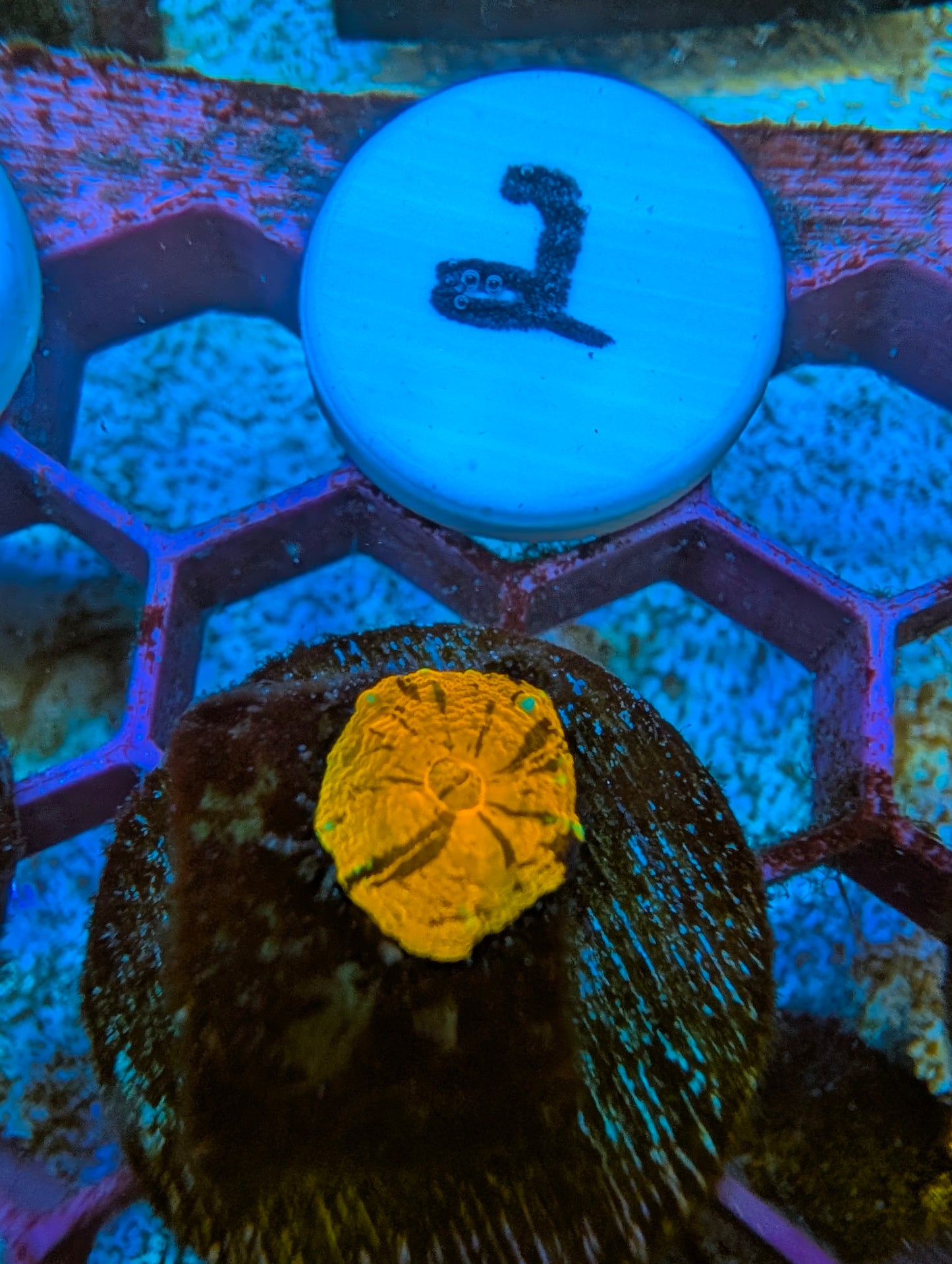 WYSIWYG Captive Spawned Scolymia #2