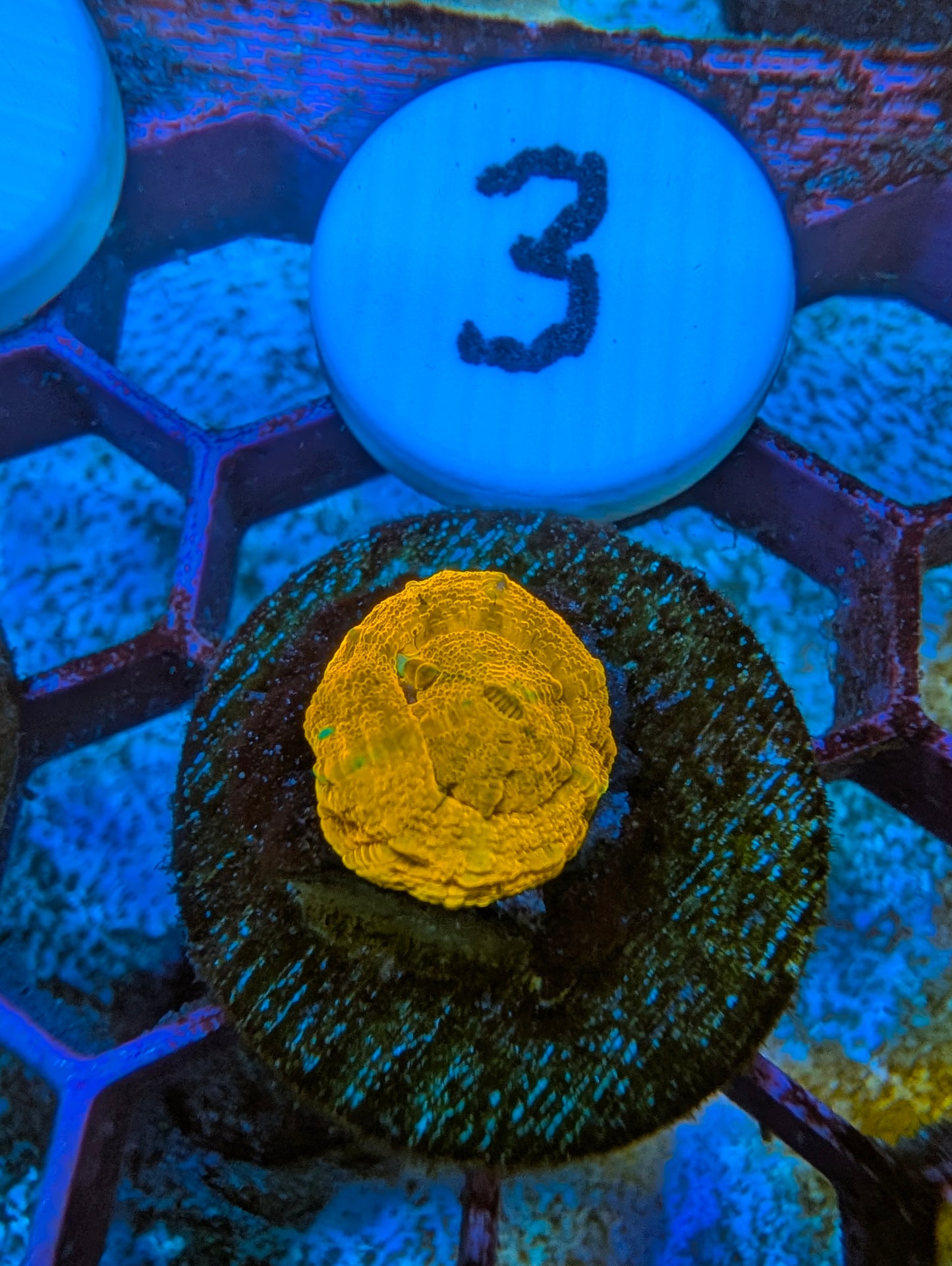 WYSIWYG Captive Spawned Scolymia #3