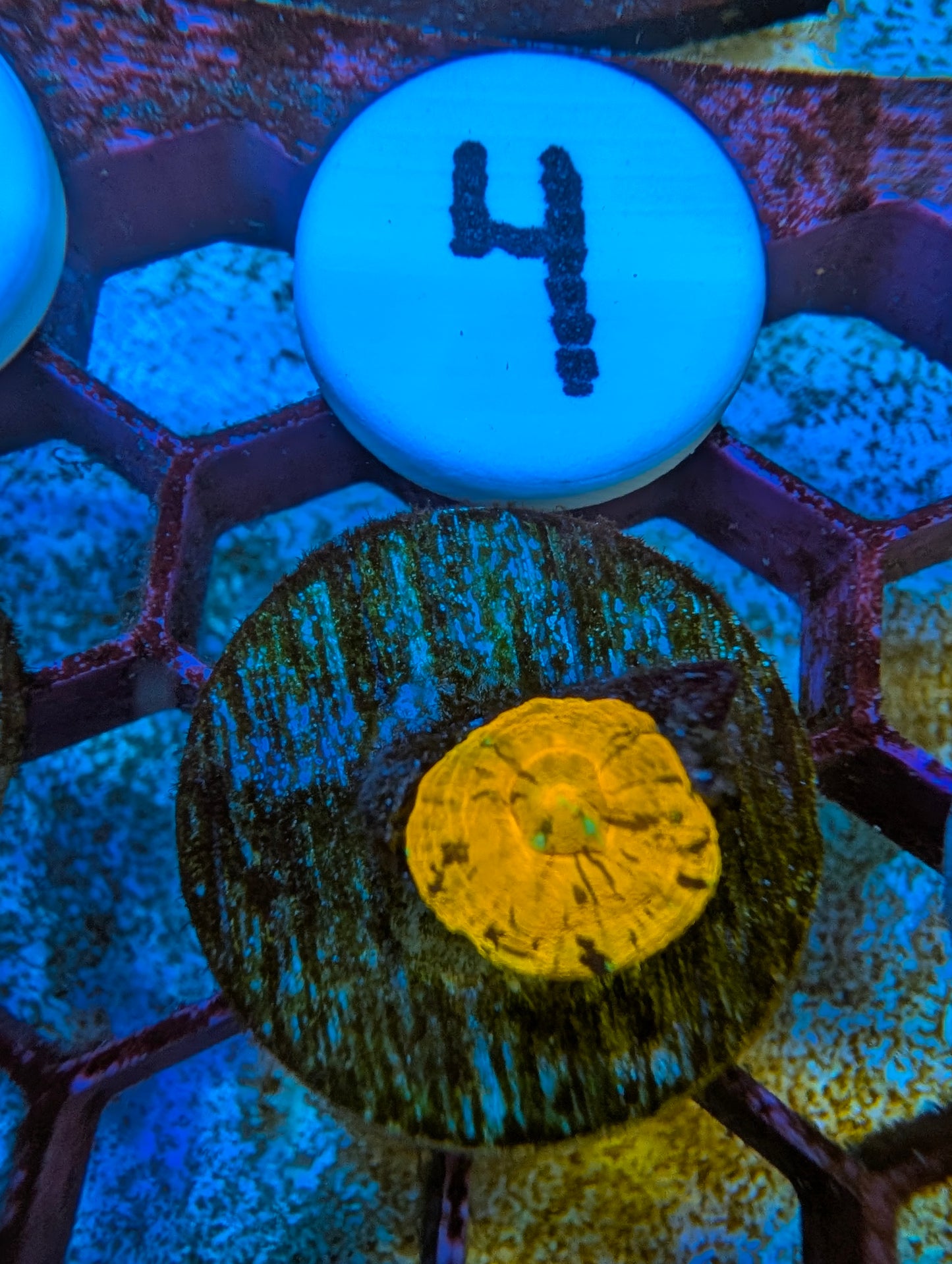 WYSIWYG Captive Spawned Scolymia #4