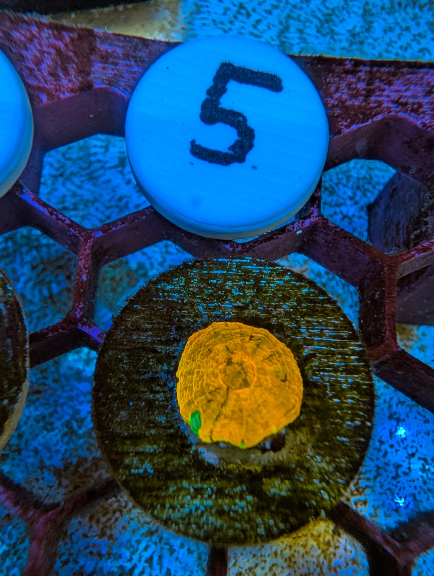WYSIWYG Captive Spawned Scolymia #5