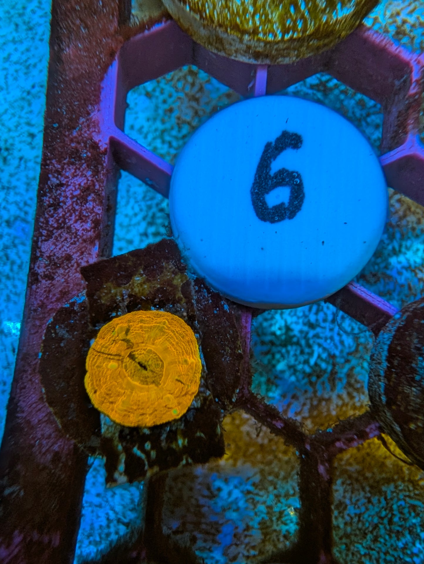 WYSIWYG Captive Spawned Scolymia #6