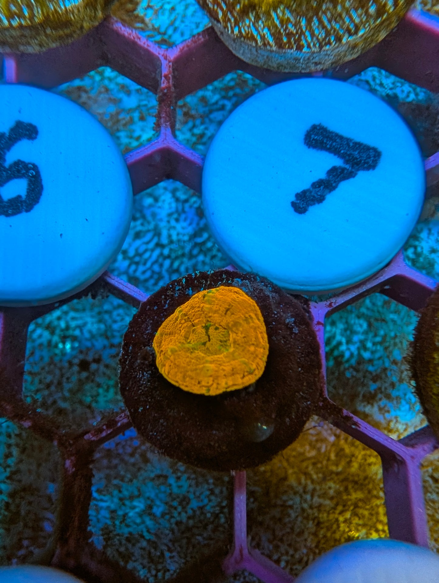 WYSIWYG Captive Spawned Scolymia #7