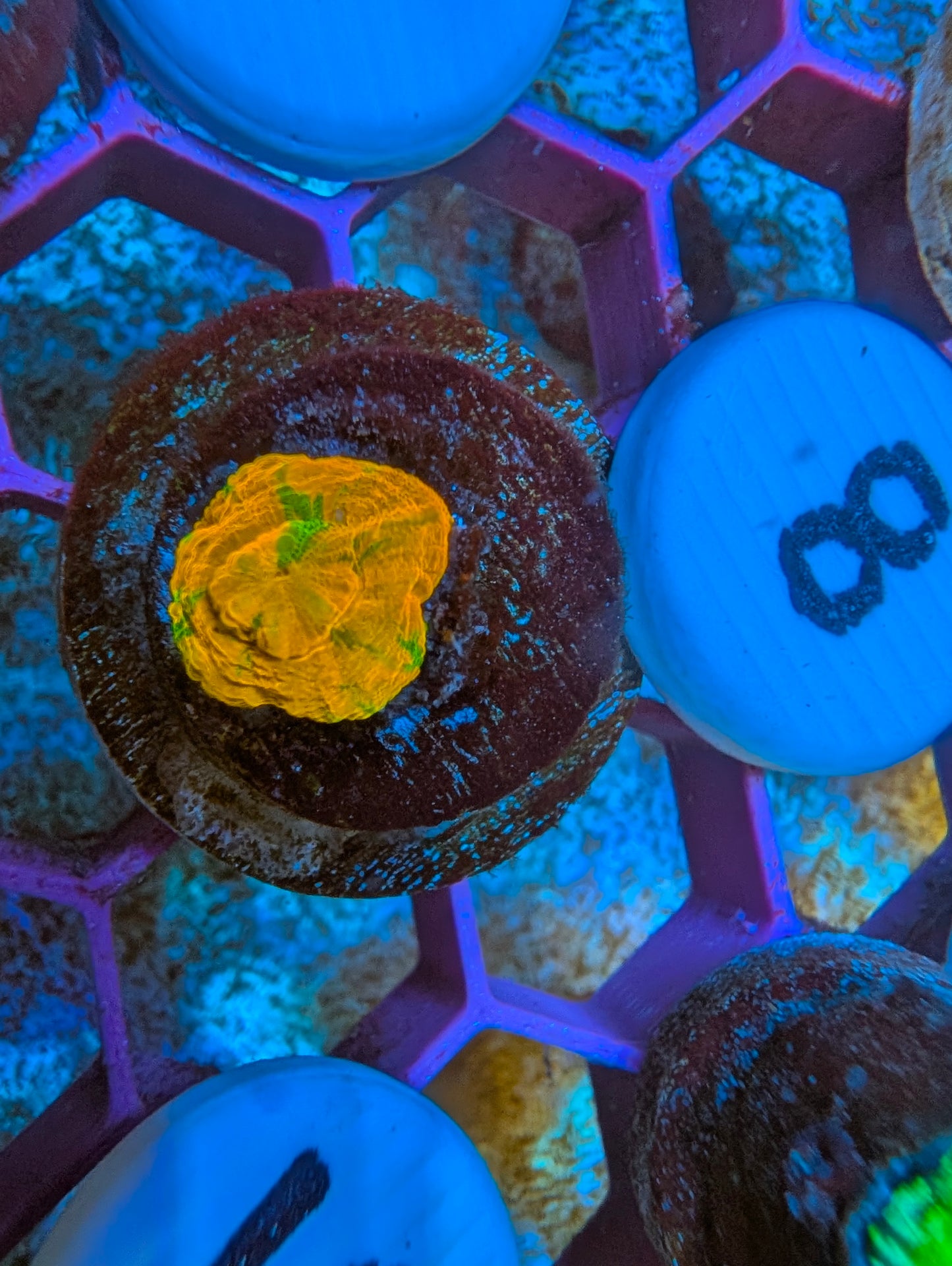 WYSIWYG Captive Spawned Scolymia #8