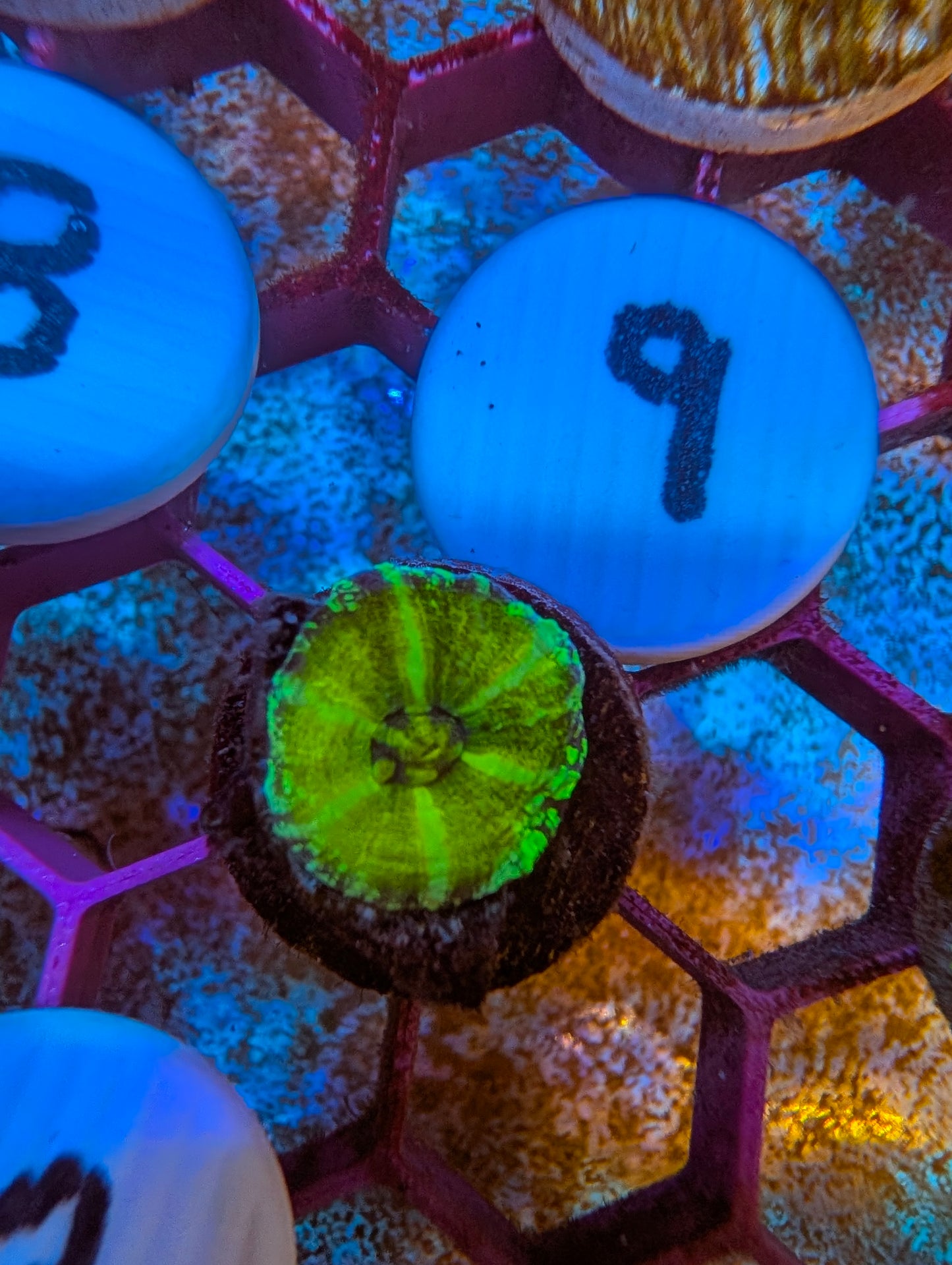 WYSIWYG Captive Spawned Scolymia #9