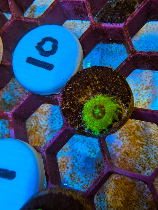 WYSIWYG Captive Spawned Scolymia #10