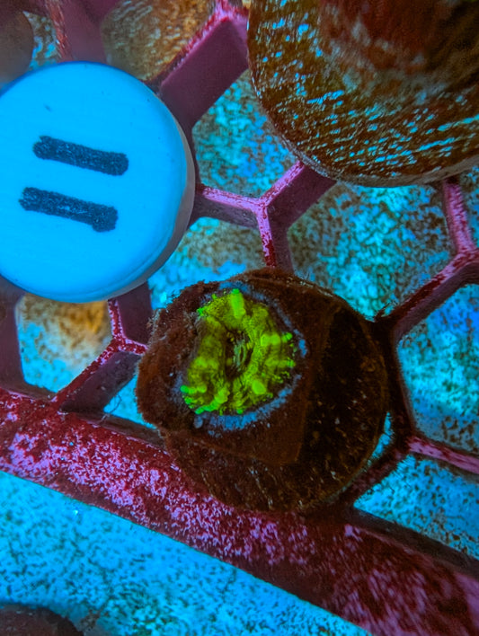 WYSIWYG Captive Spawned Scolymia #11