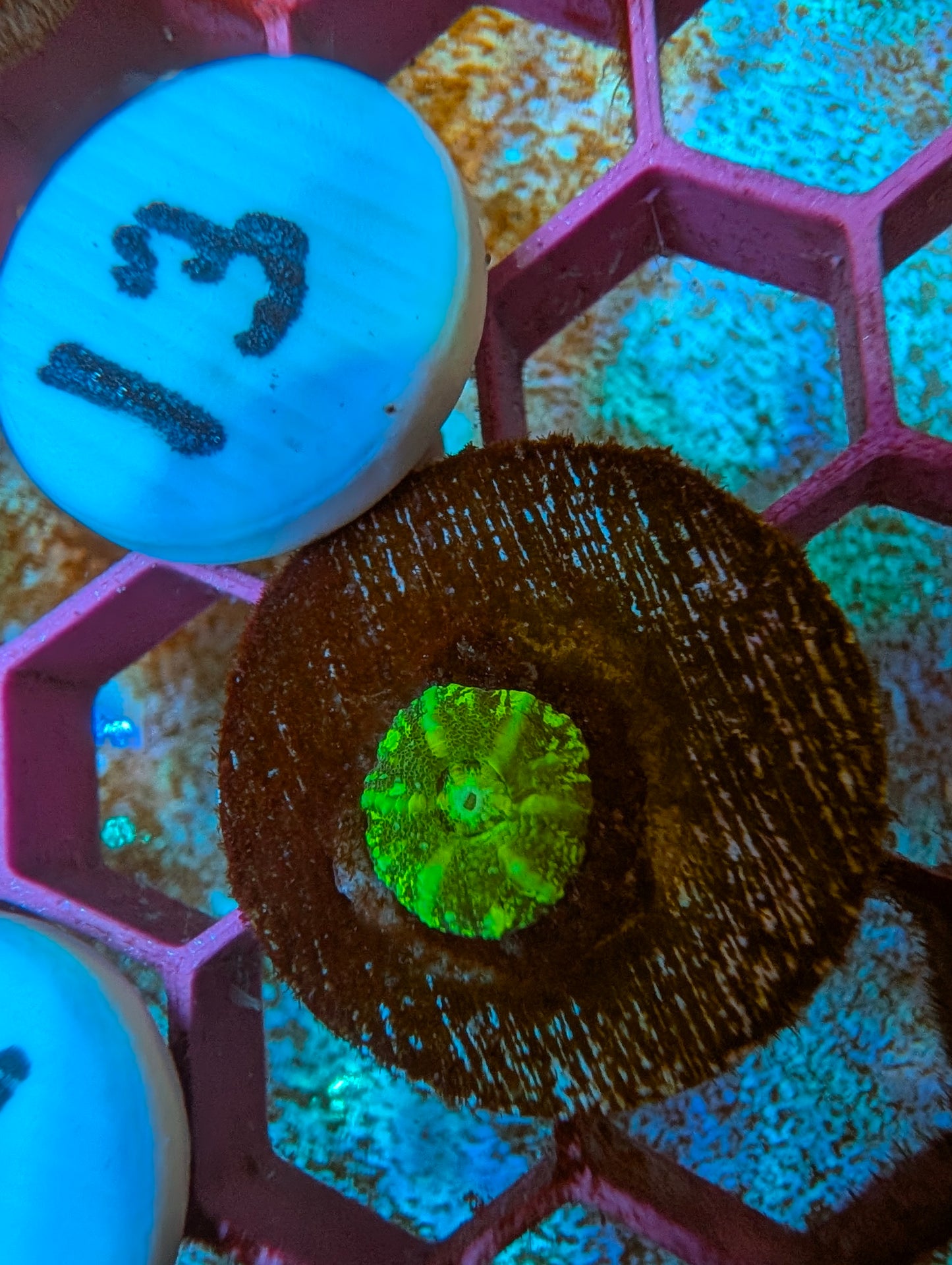 WYSIWYG Captive Spawned Scolymia #13