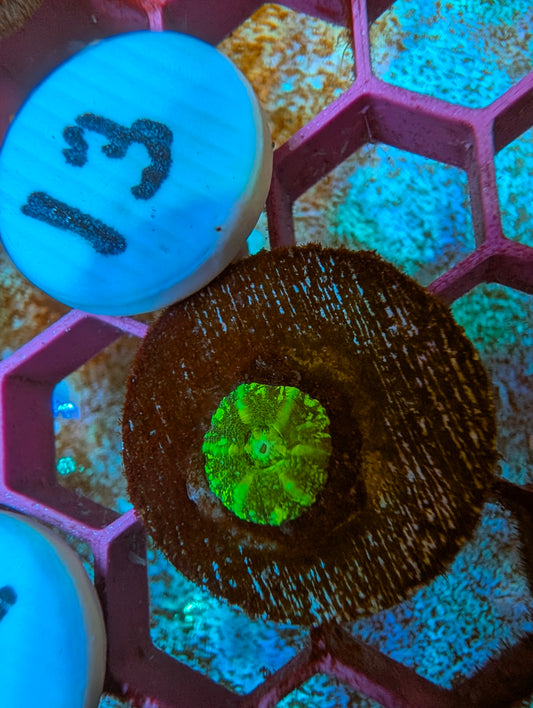 WYSIWYG Captive Spawned Scolymia #13