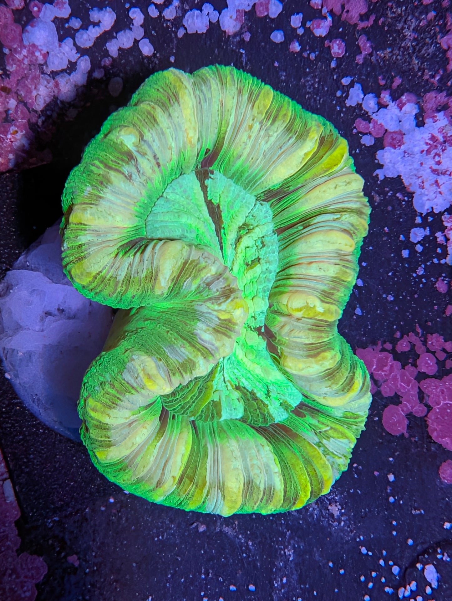 WYSIWYG Trachy Green