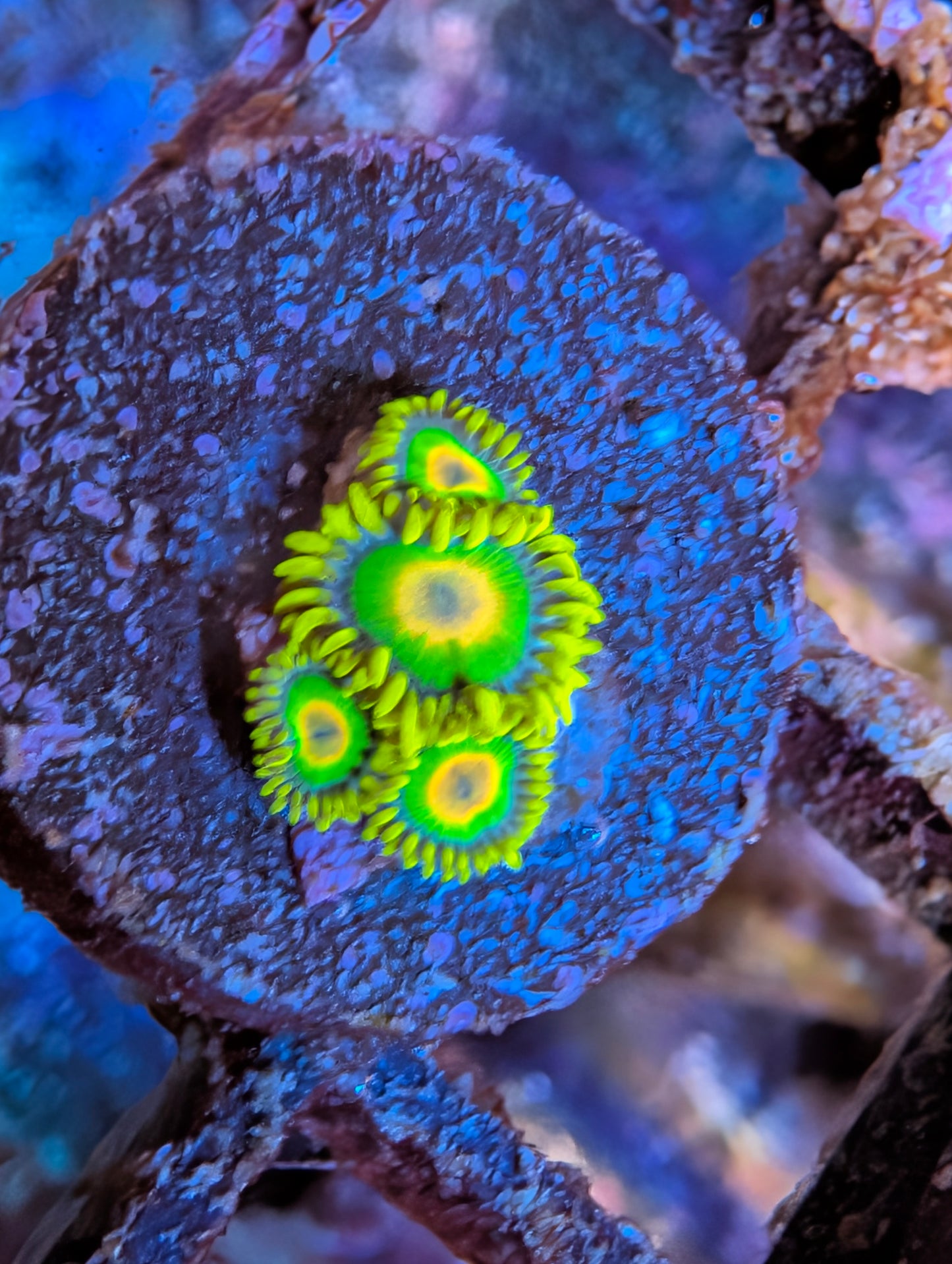 WYSIWYG Rasta Zoas