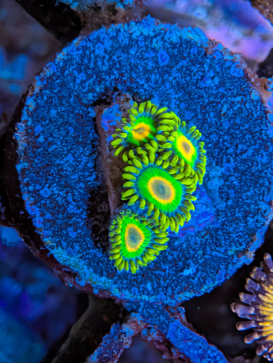 WYSIWYG Rasta Zoas