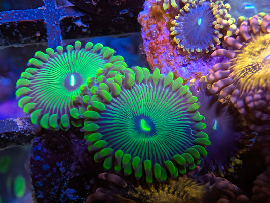 WYSIWYG Grouchy Green Zoa
