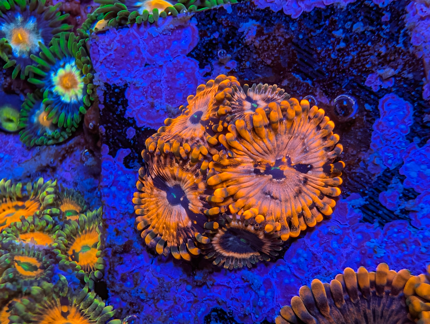 WYSIWYG Extreme Utter Chaos Zoas