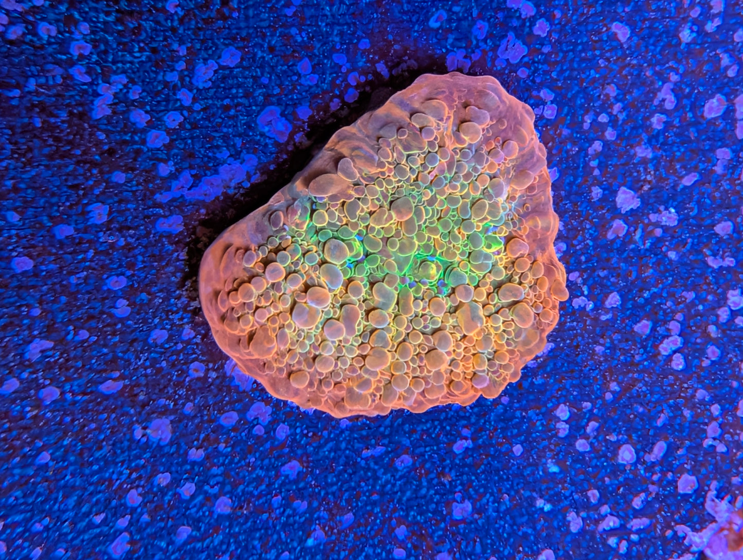 WYSIWYG ECC Ludicrous Chalice Frag