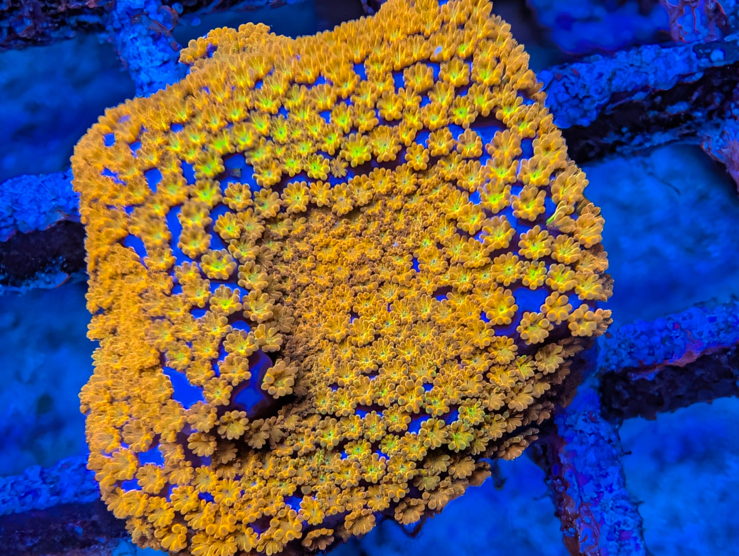 WYSIWYG ECC Hellfire Montipora Frag