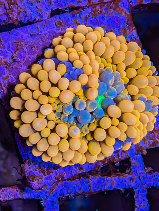 Orange Ricordia mushroom WYSIWYG