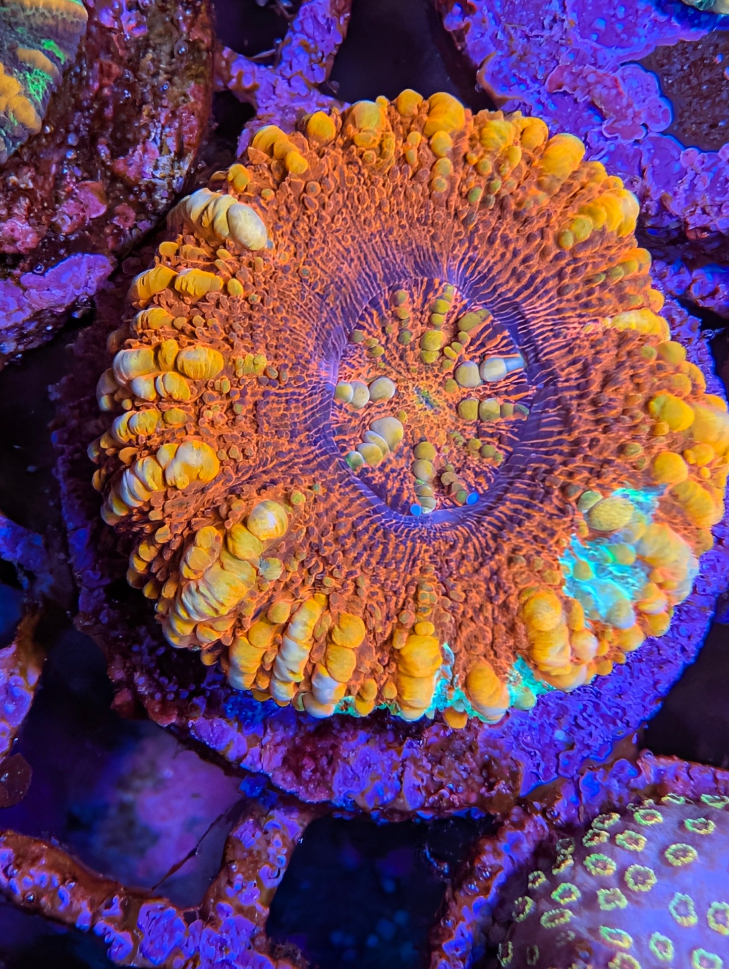 WYSIWYG Mini Scolymia