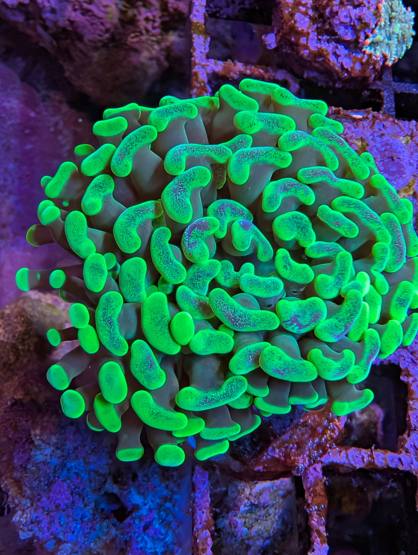 WYSIWYG Toxic Branching Hammer
