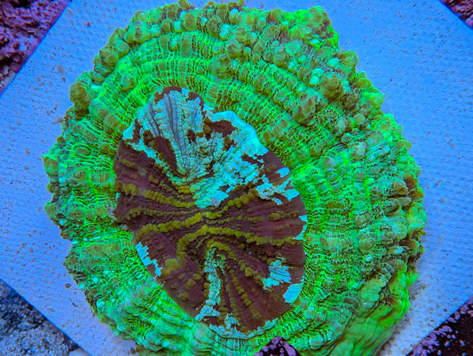 WYSIWYG Acanthophyllia Green