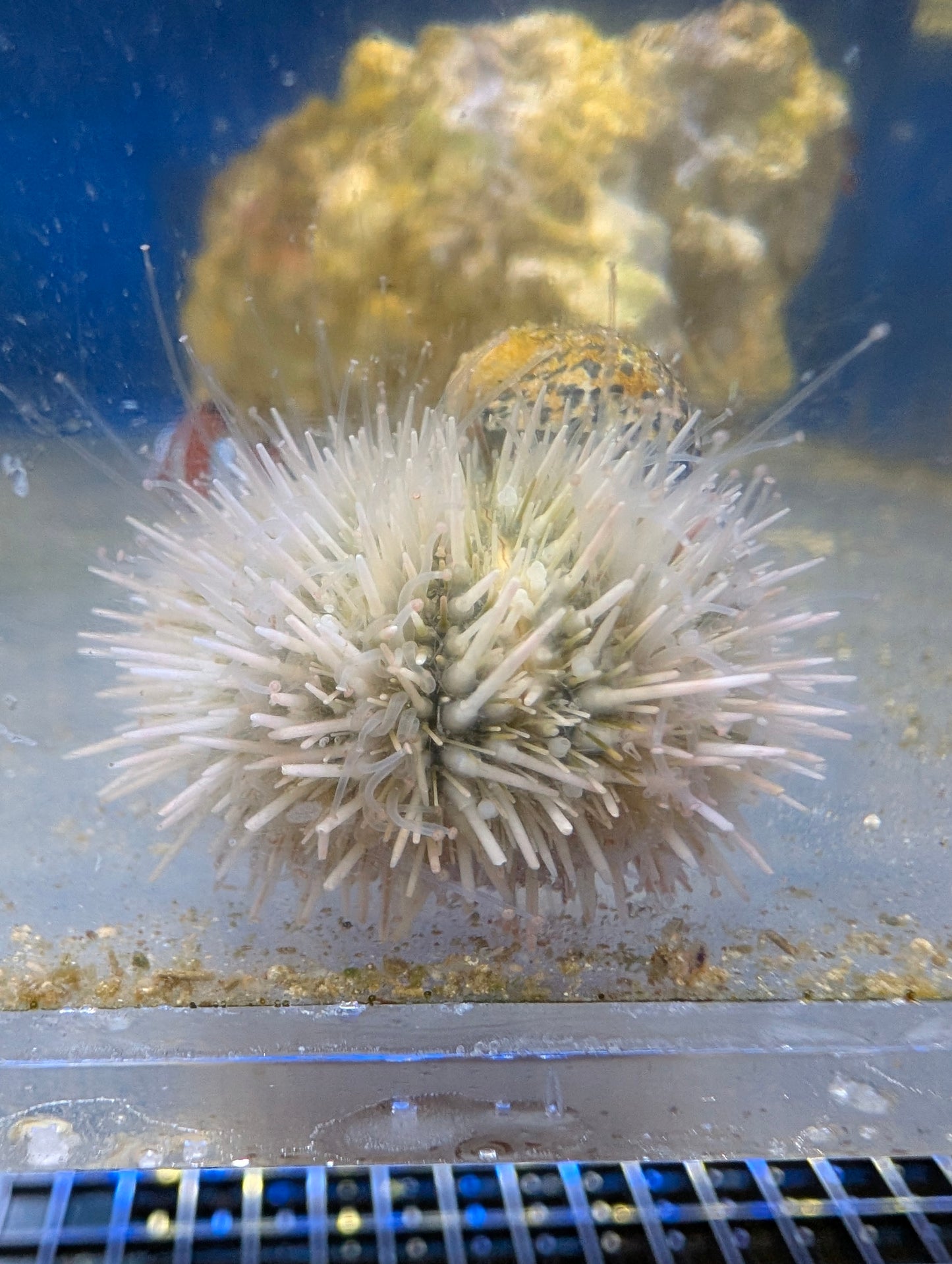 WYSIWYG Pin Cushion urchin