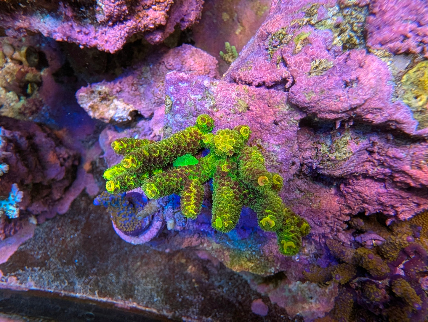 Rainbow splice