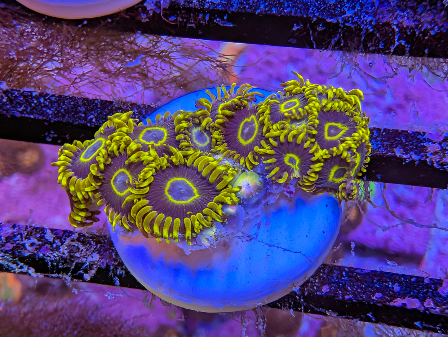 WYSIWYG Purple Hornets