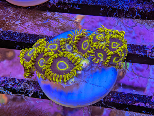 WYSIWYG Purple Hornets