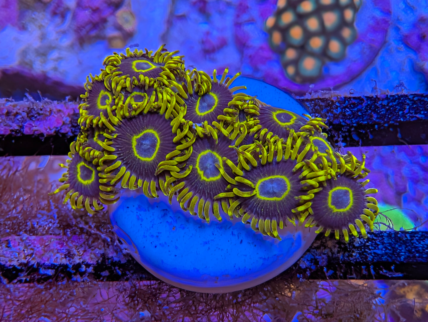 WYSIWYG Purple Hornets