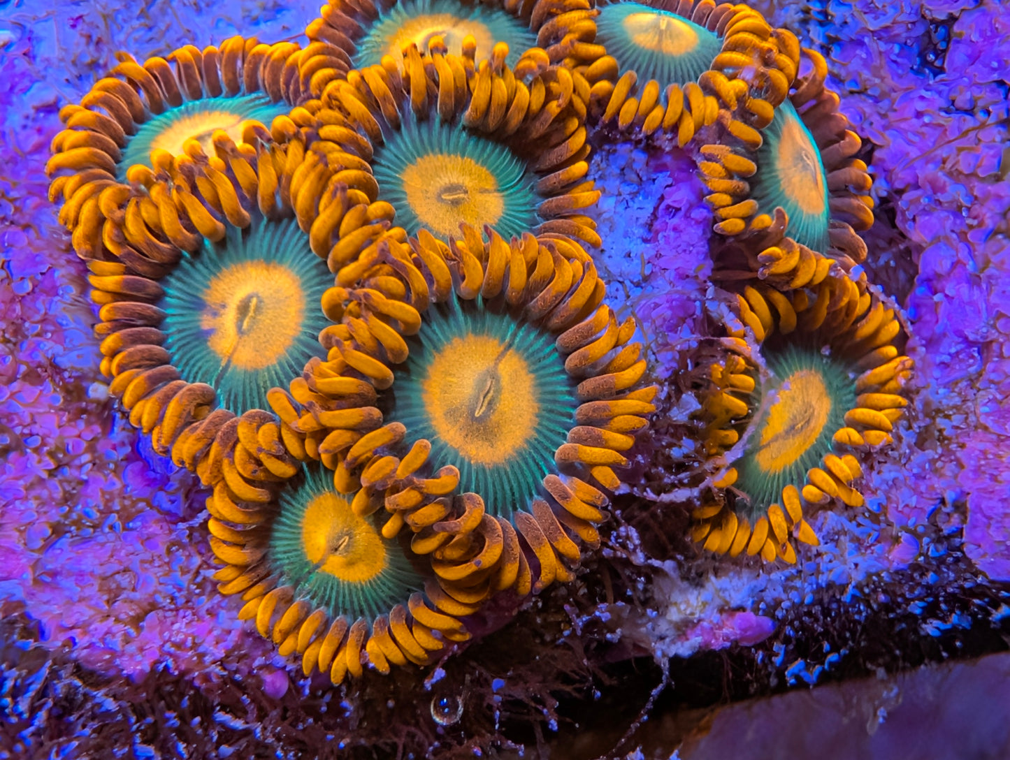 WYSIWYG Gatorade Zoas