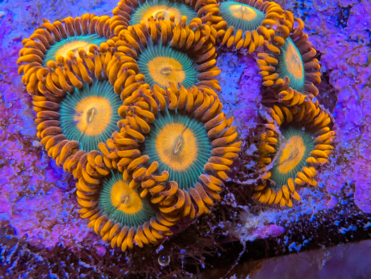 WYSIWYG Gatorade Zoas