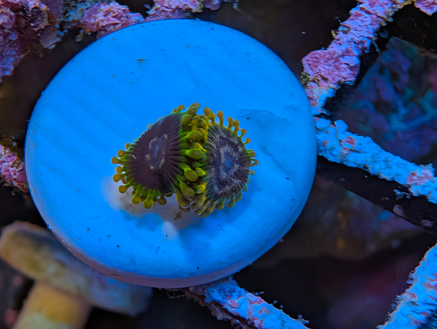 WYSIWYG Acid Reflux Zoas